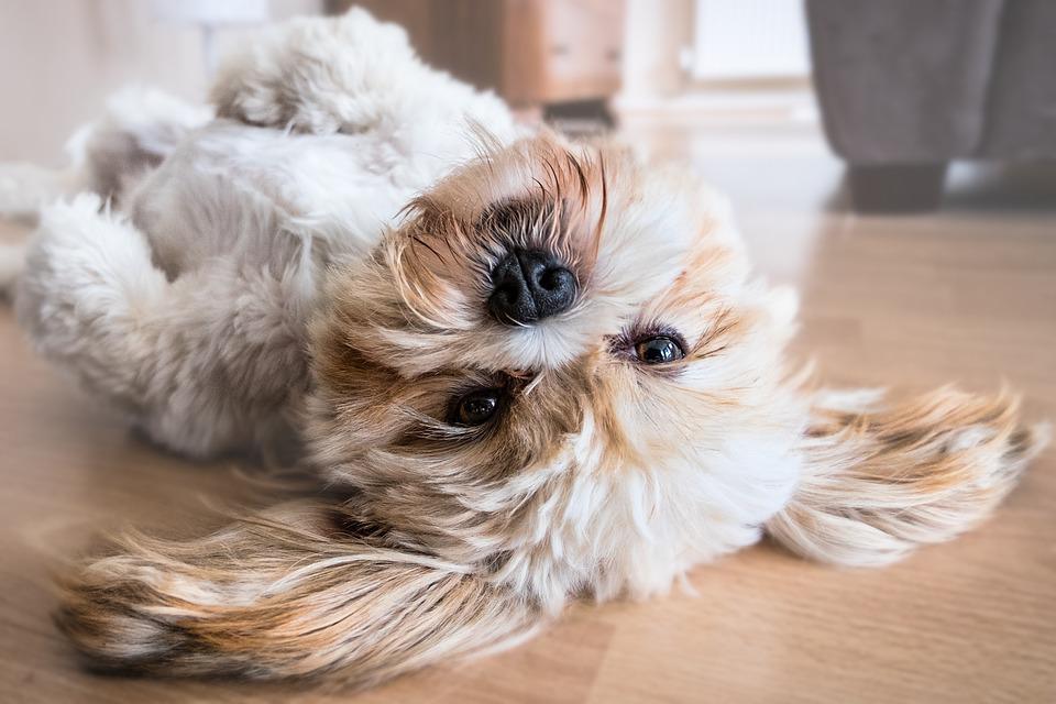 chien dans un panier