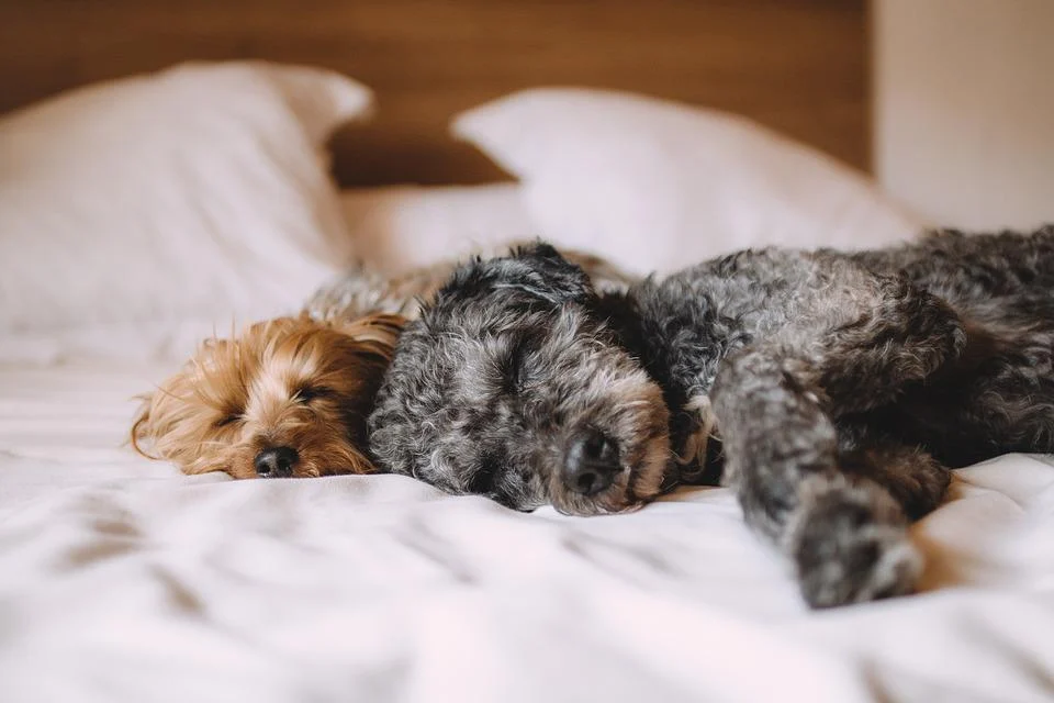 2 chiens qui dorment