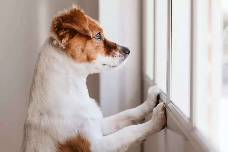 chien qui regarde à la fenetre