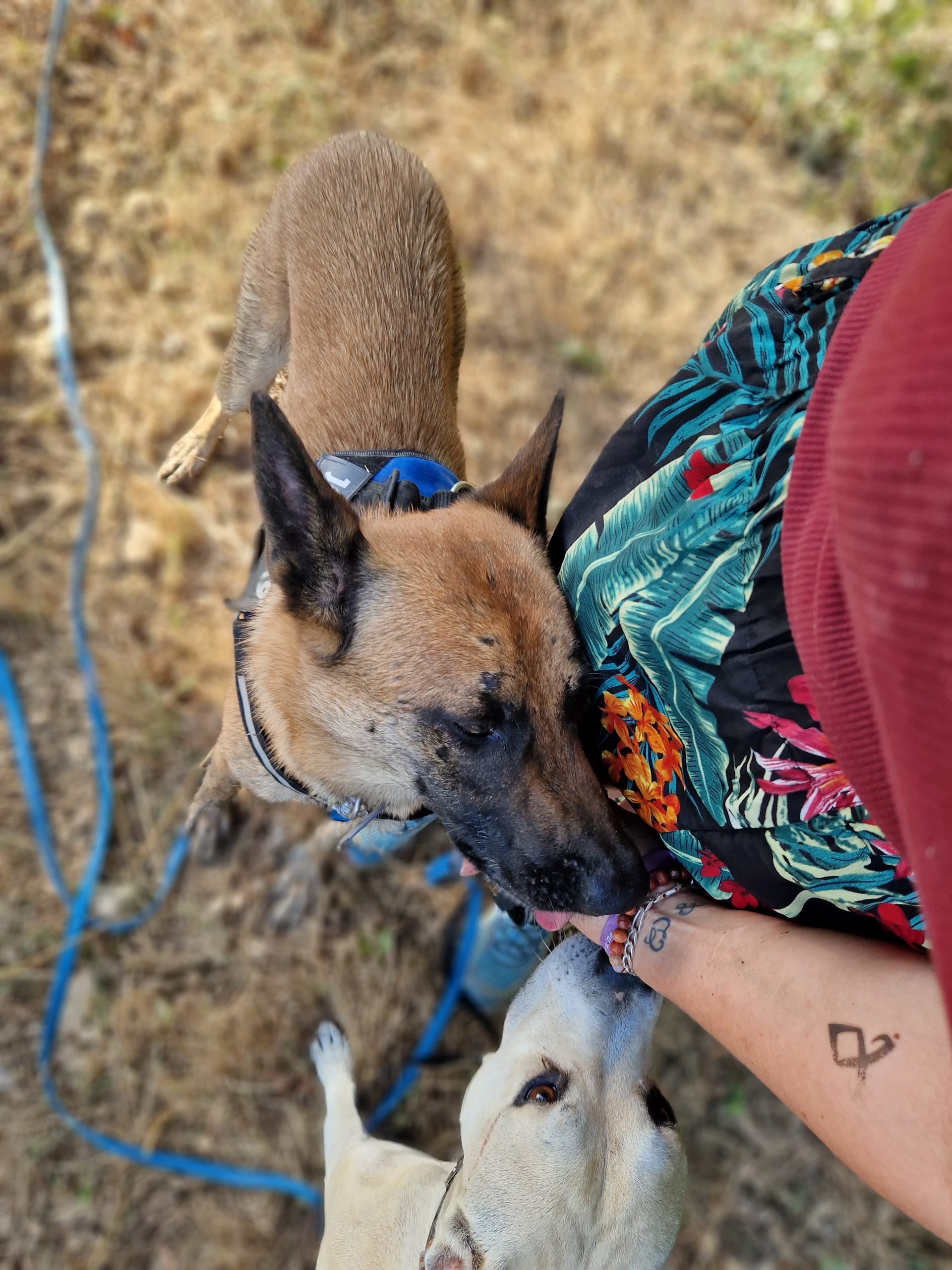 2 chiens calins