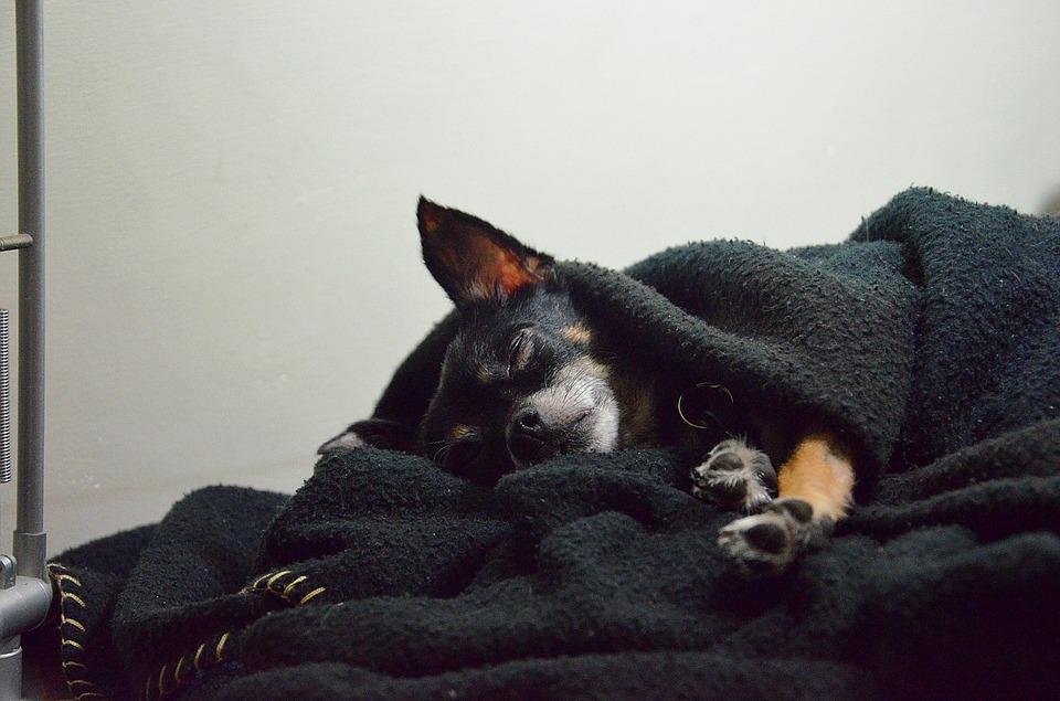 chien dans couverture