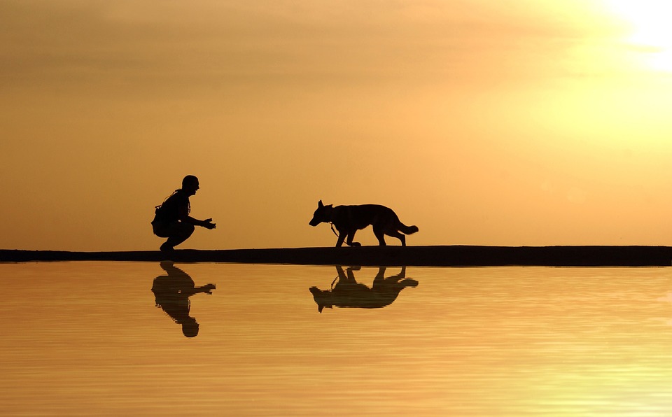 chien qui va vers son maître