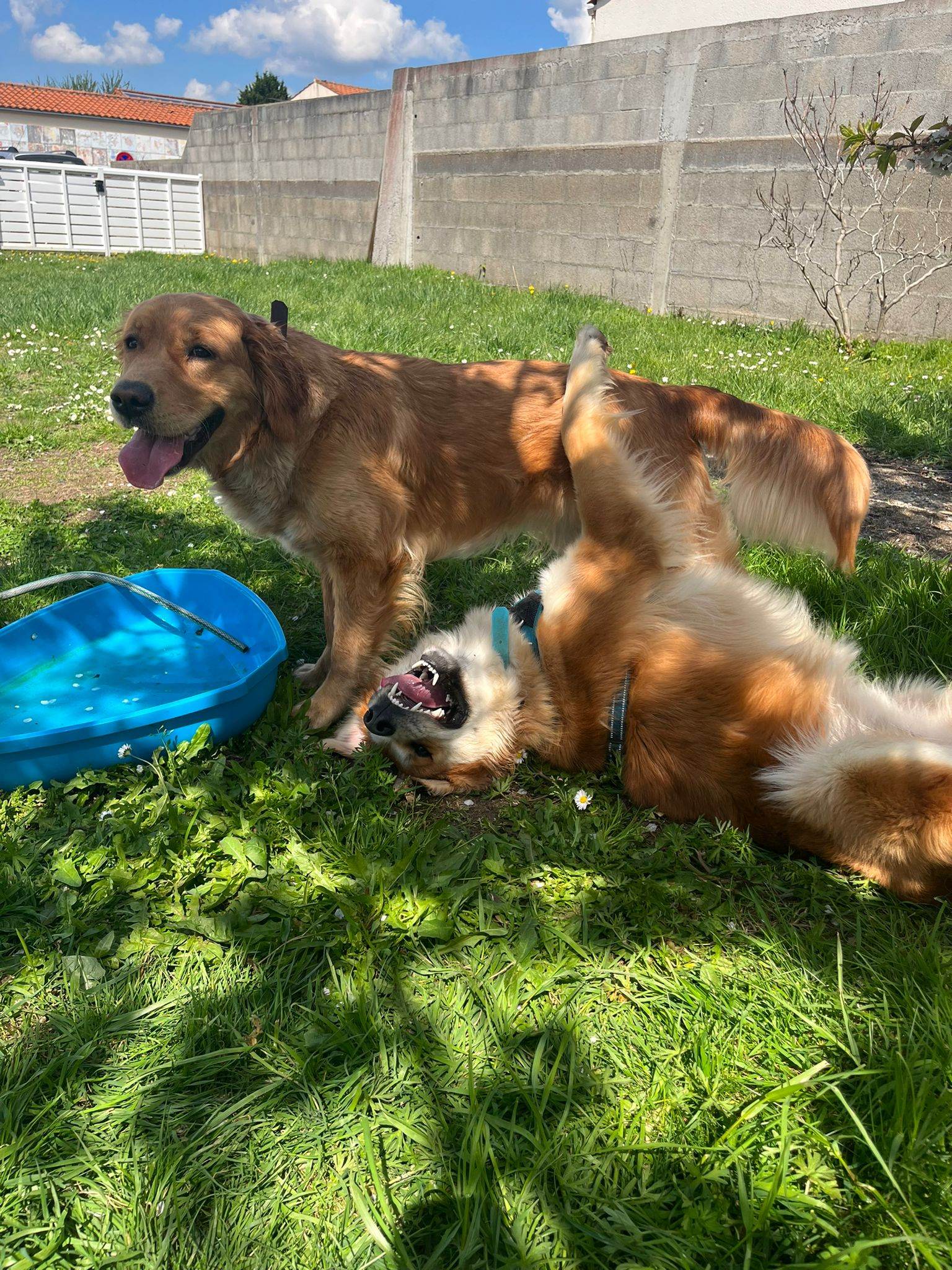 2 chiens golden heureux
