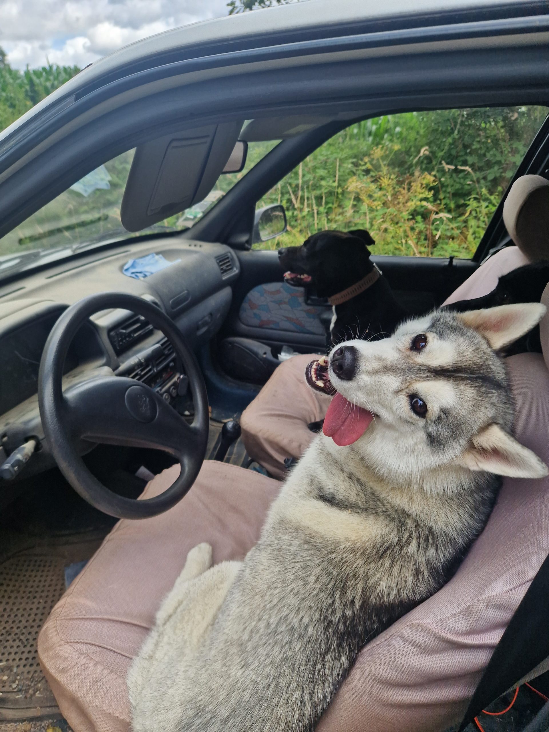 3 chiens font la ronde et un quatrième les observe